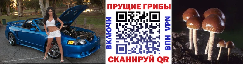 где купить наркоту  Белый  Галлюциногенные грибы мицелий 